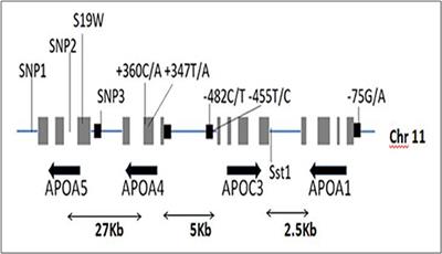 Genetic Regulatory Networks of Apolipoproteins and Associated Medical Risks